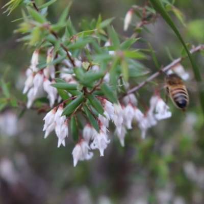 Leucopogon fletcheri subsp. brevisepalus (Twin Flower Beard-Heath) at Bundanoon - 1 Aug 2021 by Sarah2019