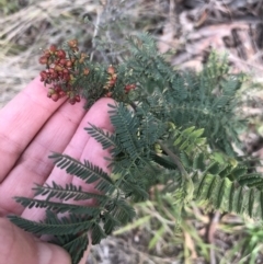 Acacia dealbata subsp. dealbata (Silver Wattle) at Belconnen, ACT - 3 Aug 2021 by Dora