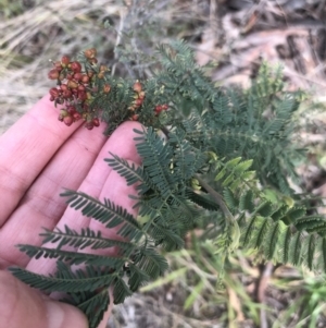 Acacia dealbata subsp. dealbata at Belconnen, ACT - 3 Aug 2021