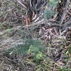 Acacia dealbata subsp. dealbata at Belconnen, ACT - 3 Aug 2021