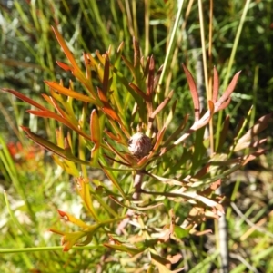 Isopogon anemonifolius at Bundanoon, NSW - suppressed