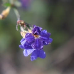 Dampiera purpurea (Purple Dampiera) at Morton National Park - 1 Aug 2021 by Sarah2019