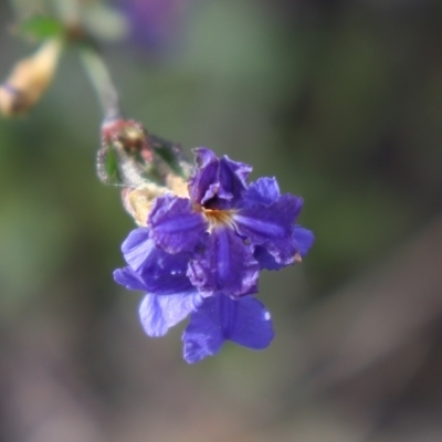 Dampiera purpurea (Purple Dampiera) at Bundanoon - 1 Aug 2021 by Sarah2019