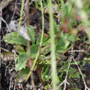 Dampiera purpurea at Bundanoon, NSW - 1 Aug 2021