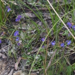 Dampiera purpurea at Bundanoon, NSW - 1 Aug 2021 10:29 AM