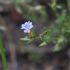 Dampiera stricta (Blue Dampiera) at Bundanoon - 1 Aug 2021 by Sarah2019