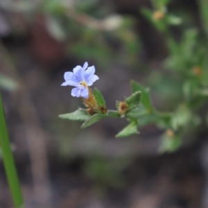 Dampiera stricta at Bundanoon, NSW - 1 Aug 2021