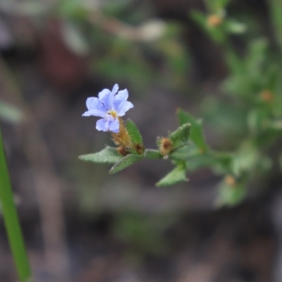 Dampiera stricta (Blue Dampiera) at Wingecarribee Local Government Area - 1 Aug 2021 by Sarah2019