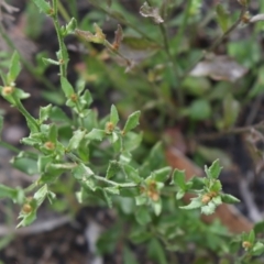 Dampiera stricta at Bundanoon, NSW - 1 Aug 2021