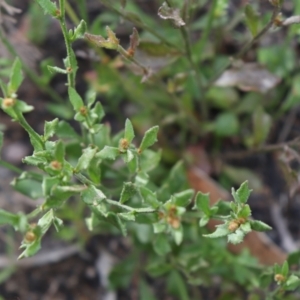 Dampiera stricta at Bundanoon, NSW - 1 Aug 2021