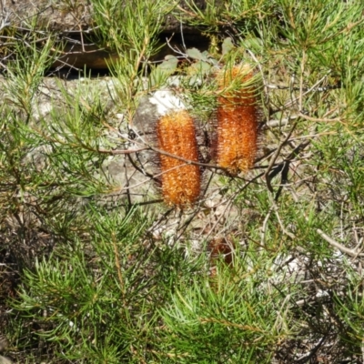 Banksia spinulosa (Hairpin Banksia) at Morton National Park - 21 Jul 2021 by MatthewFrawley