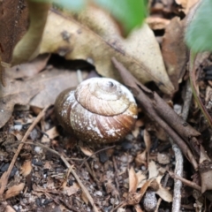 Sauroconcha gulosa (Illawarra Forest Snail) at Morton National Park - 1 Aug 2021 by Sarah2019