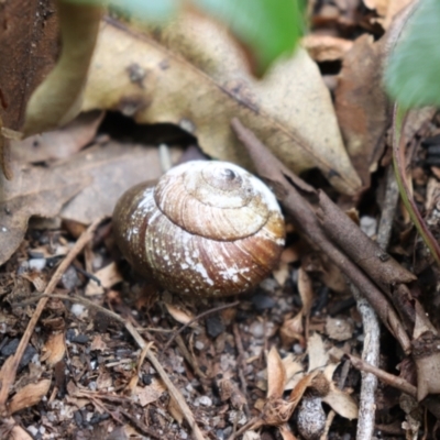 Sauroconcha gulosa (Illawarra Forest Snail) at Morton National Park - 1 Aug 2021 by Sarah2019