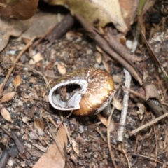 Sauroconcha gulosa at Bundanoon, NSW - 1 Aug 2021 11:12 AM