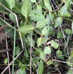 Vinca major (Blue Periwinkle) at Belconnen, ACT - 3 Aug 2021 by Dora