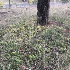 Vinca major at Belconnen, ACT - 3 Aug 2021