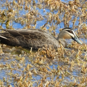 Anas superciliosa at Fyshwick, ACT - 31 Jul 2021