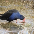 Porphyrio melanotus at Fyshwick, ACT - 31 Jul 2021