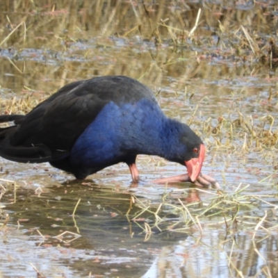 Porphyrio melanotus (Australasian Swamphen) at Fyshwick, ACT - 31 Jul 2021 by MatthewFrawley