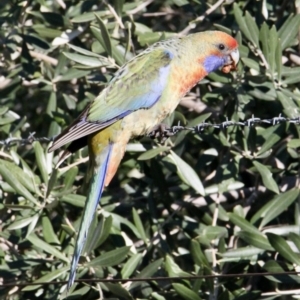Platycercus elegans flaveolus at Eastern Hill Reserve - 2 Aug 2021 11:34 AM