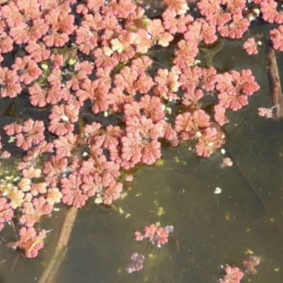 Azolla filiculoides (Water Fern) at Jerrabomberra Wetlands - 31 Jul 2021 by MatthewFrawley