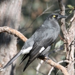 Strepera graculina (Pied Currawong) at Eastern Hill Reserve - 2 Aug 2021 by PaulF