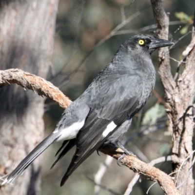 Strepera graculina (Pied Currawong) at East Albury, NSW - 2 Aug 2021 by PaulF
