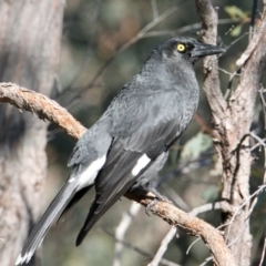 Strepera graculina at East Albury, NSW - 2 Aug 2021 11:35 AM
