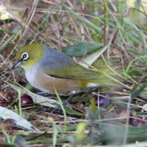 Zosterops lateralis at East Albury, NSW - 2 Aug 2021 11:38 AM