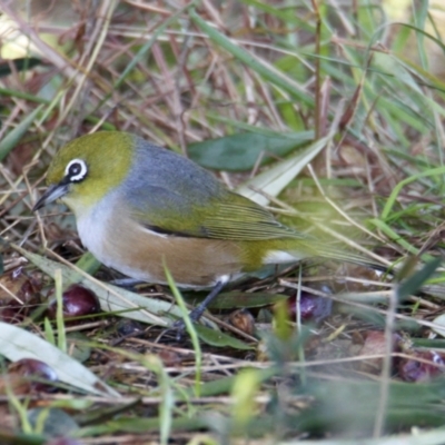 Zosterops lateralis (Silvereye) at Albury - 2 Aug 2021 by PaulF