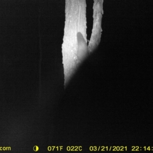 Petaurus norfolcensis at Wodonga, VIC - 21 Mar 2021 10:14 PM