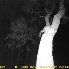 Trichosurus vulpecula (Common Brushtail Possum) at Huon Creek, VIC - 7 Apr 2021 by DMeco