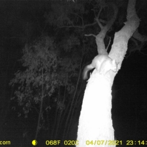 Trichosurus vulpecula at Huon Creek, VIC - suppressed