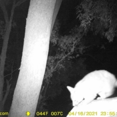 Trichosurus vulpecula (Common Brushtail Possum) at Wodonga - 16 Apr 2021 by DMeco