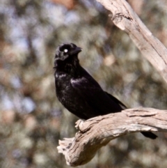 Corvus coronoides (Australian Raven) at East Albury, NSW - 2 Aug 2021 by PaulF