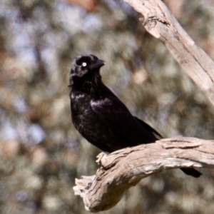 Corvus coronoides at East Albury, NSW - 2 Aug 2021