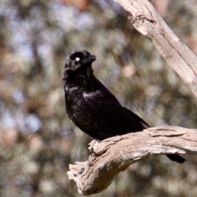 Corvus coronoides (Australian Raven) at Eastern Hill Reserve - 2 Aug 2021 by PaulF