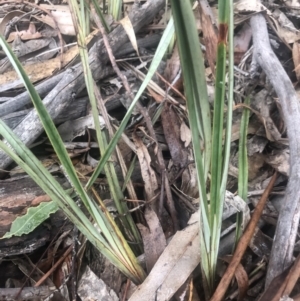 Dianella revoluta var. revoluta at Belconnen, ACT - 3 Aug 2021 08:49 PM