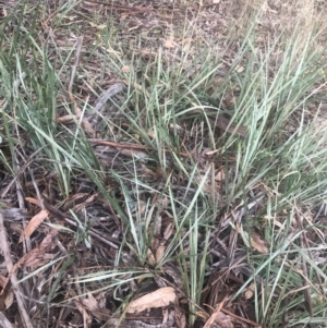 Dianella revoluta var. revoluta at Belconnen, ACT - 3 Aug 2021 08:49 PM