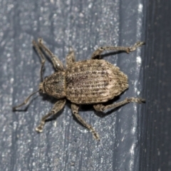 Phlyctinus callosus (Garden weevil) at Higgins, ACT - 1 Aug 2021 by AlisonMilton