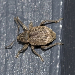 Phlyctinus callosus at Higgins, ACT - 1 Aug 2021 06:46 PM