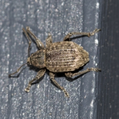 Phlyctinus callosus (Garden weevil) at Higgins, ACT - 1 Aug 2021 by AlisonMilton