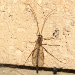 Ichneumonidae (family) (Unidentified ichneumon wasp) at Higgins, ACT - 3 Aug 2021 by AlisonMilton