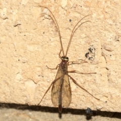 Unidentified Parasitic wasp (numerous families) at Higgins, ACT - 2 Aug 2021 by AlisonMilton