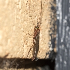 Ichneumonidae (family) at Higgins, ACT - 3 Aug 2021 07:35 AM