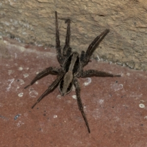 Venatrix pseudospeciosa at Higgins, ACT - 3 Aug 2021