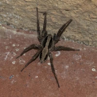 Venatrix pseudospeciosa (Wolf spider) at Higgins, ACT - 3 Aug 2021 by AlisonMilton