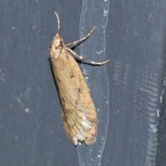 Oecophoridae (family) (Unidentified Oecophorid concealer moth) at Higgins, ACT - 3 Aug 2021 by AlisonMilton