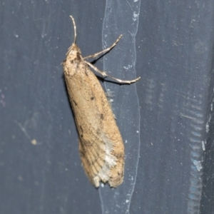 Oecophoridae (family) at Higgins, ACT - 3 Aug 2021