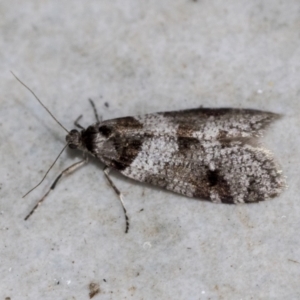 Lepidoscia heliochares at Higgins, ACT - 3 Aug 2021